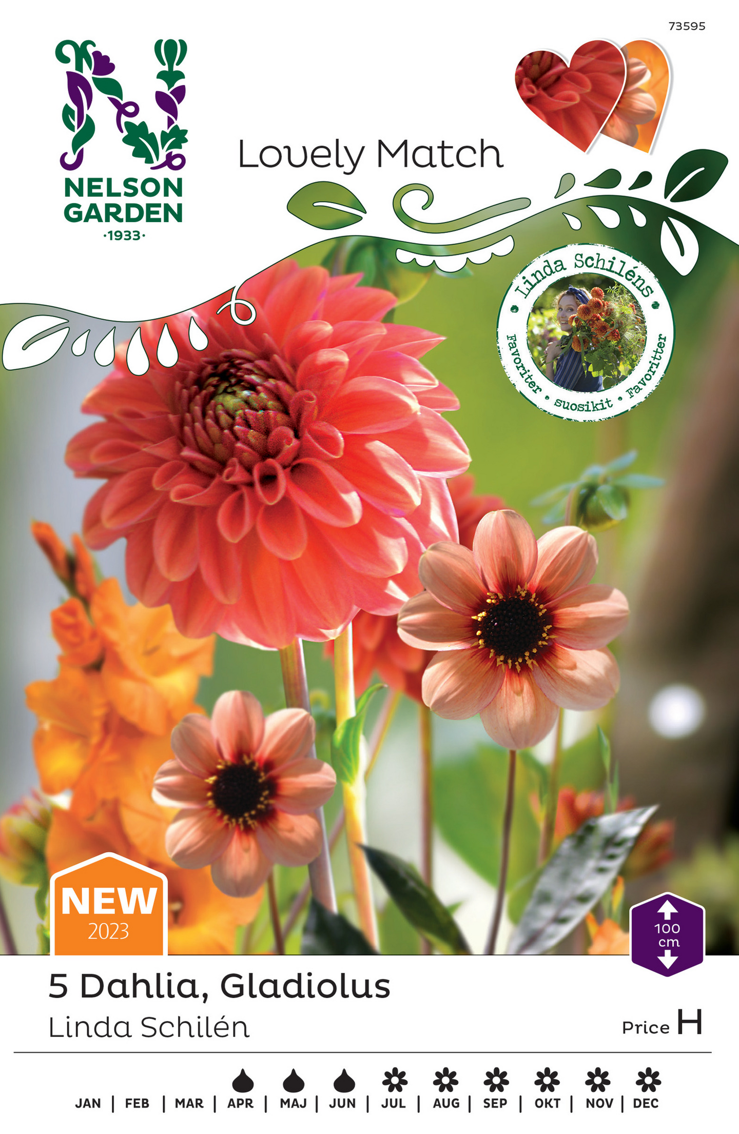 Dahlia sipuli Linda Schilen Lovely match