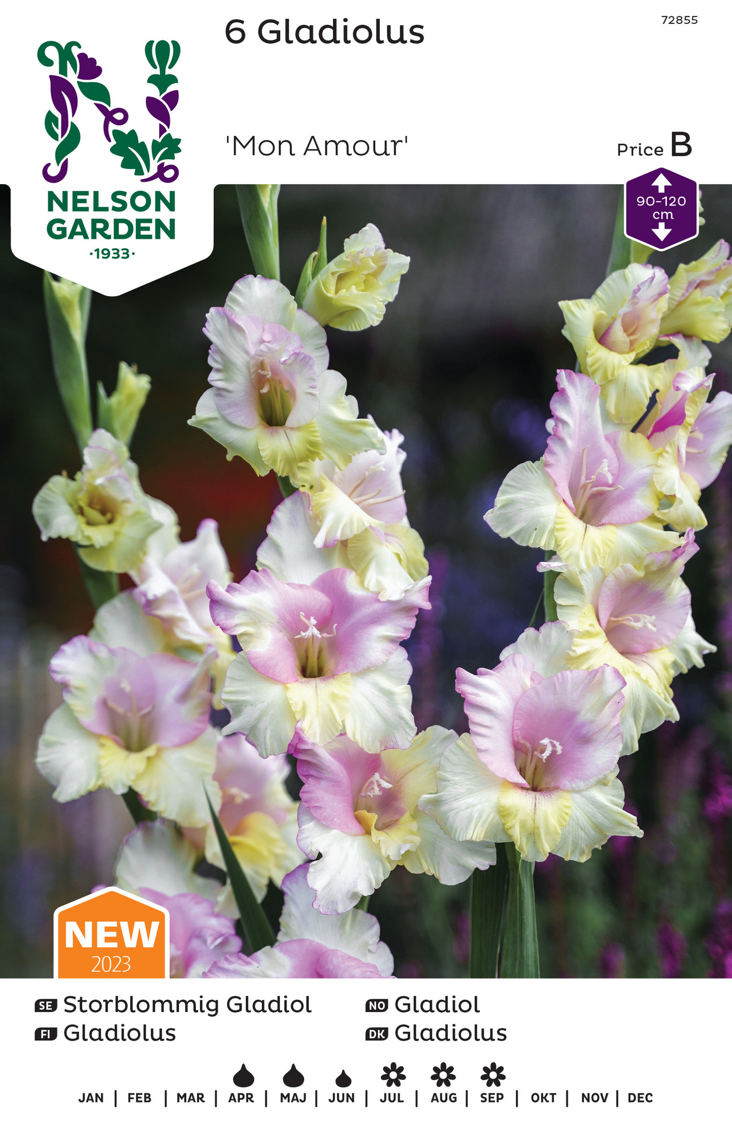 Miekkalilja sipuli Mon amour