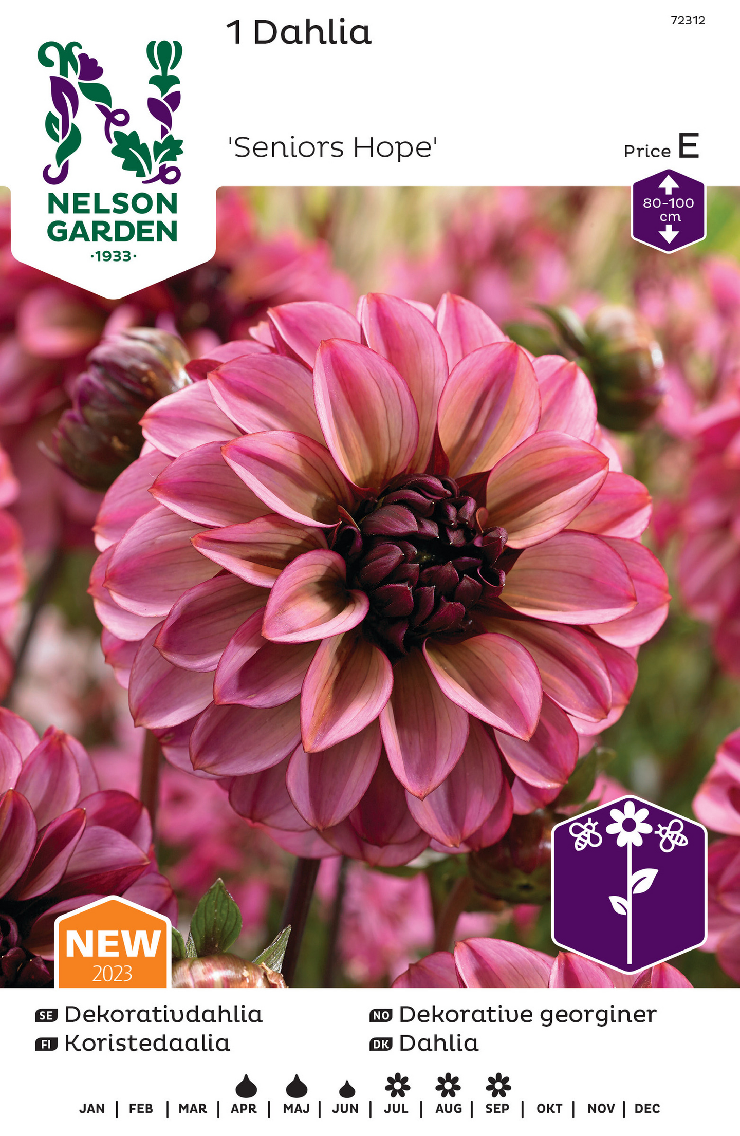 Koristedaalia sipuli Seniors Hope