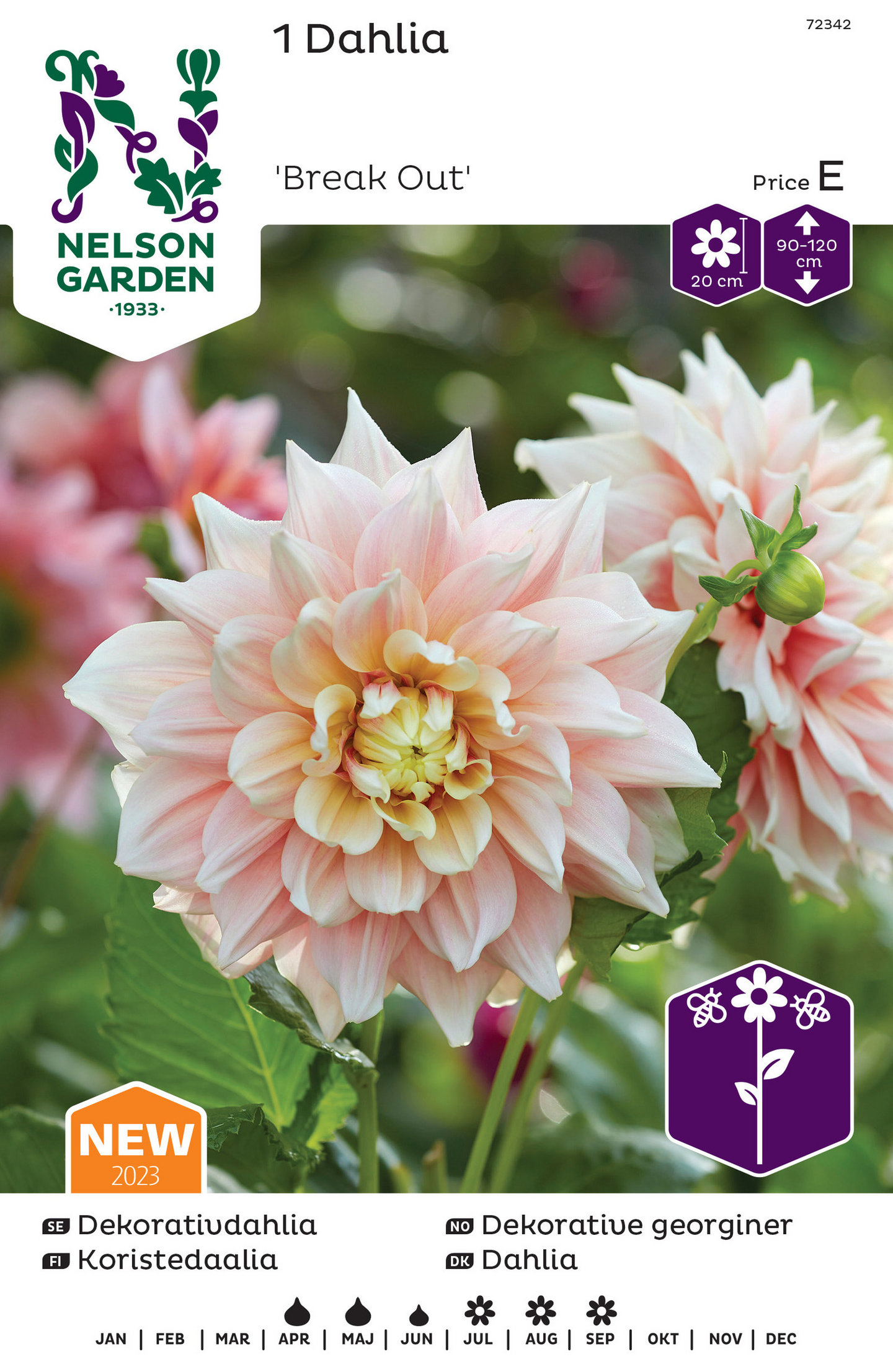 DAHLIAKNÖL NELSON GARDEN  HÖG DEK. GRÄDDROSA