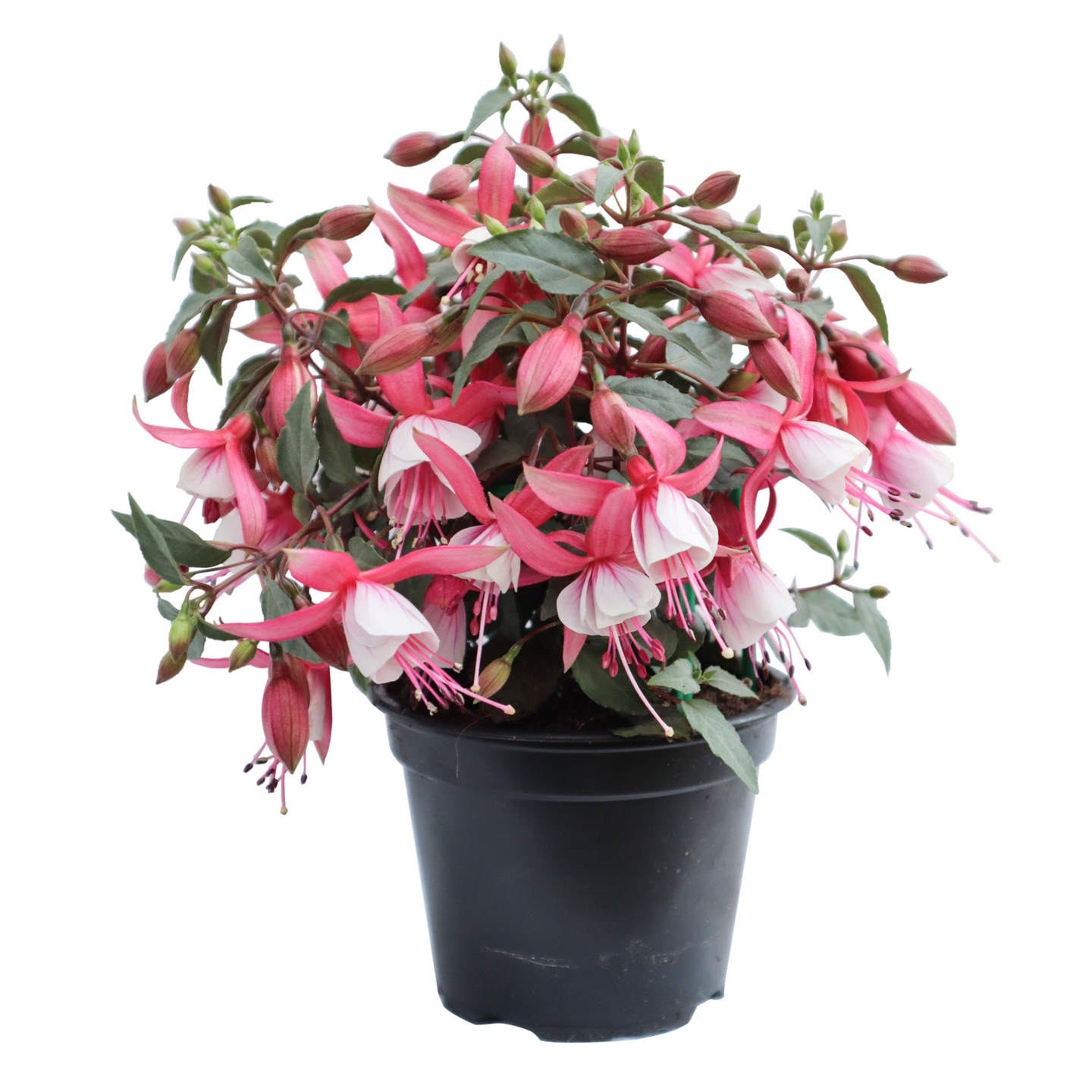 Verenpisara fuchsia 12cm ruukku