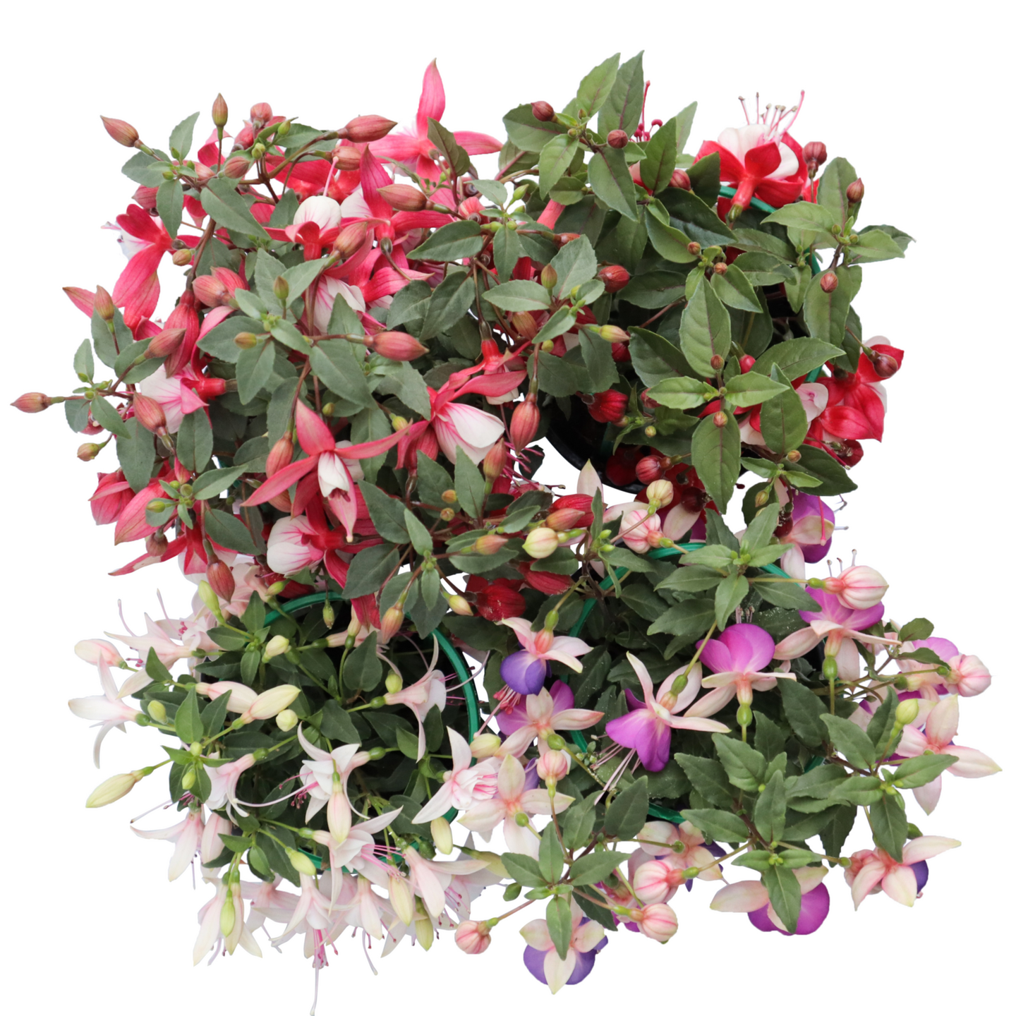 Verenpisara fuchsia 12cm ruukku