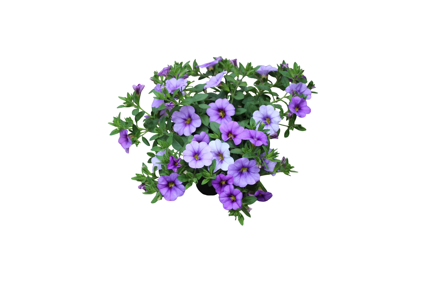 Miljoonakello 11cm ruukku