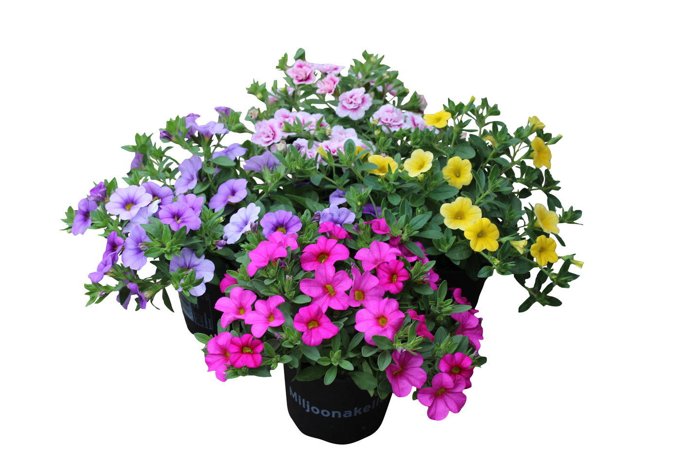 Miljoonakello 11cm ruukku