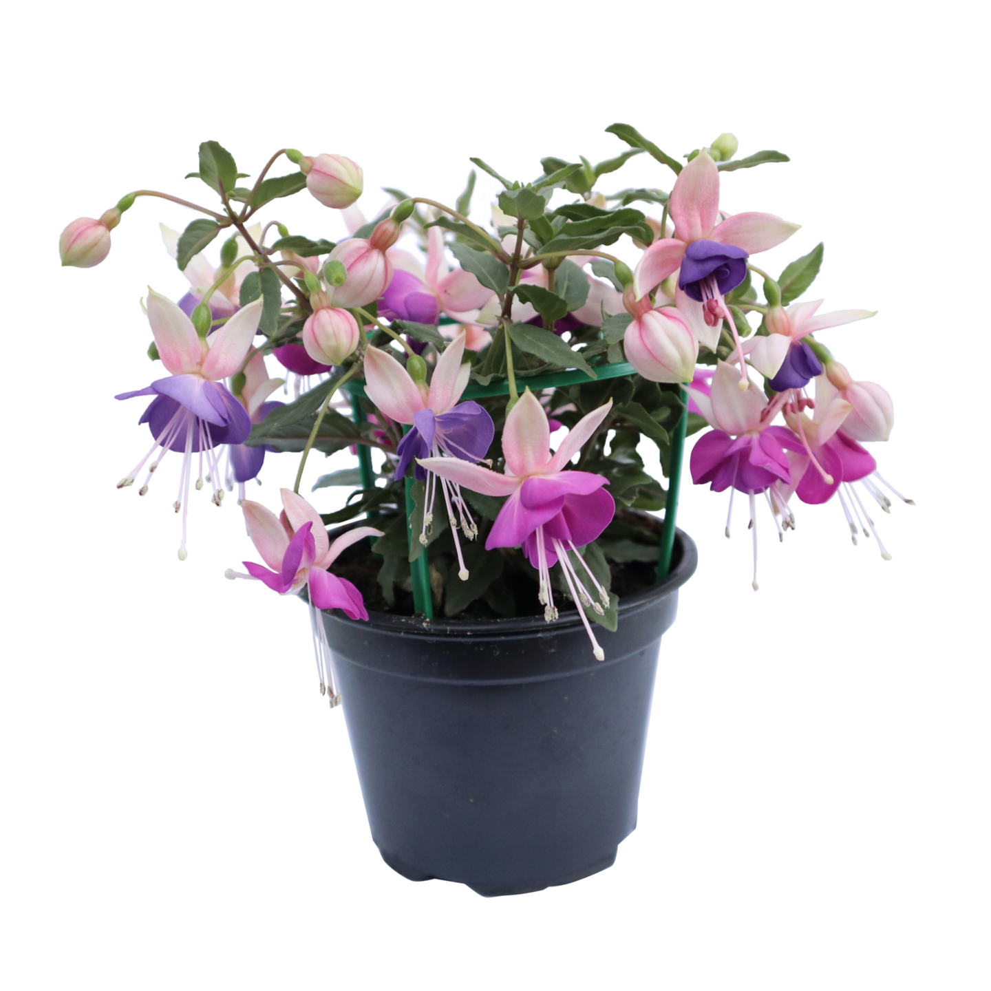 Riippaverenpisara 12cm ruukku