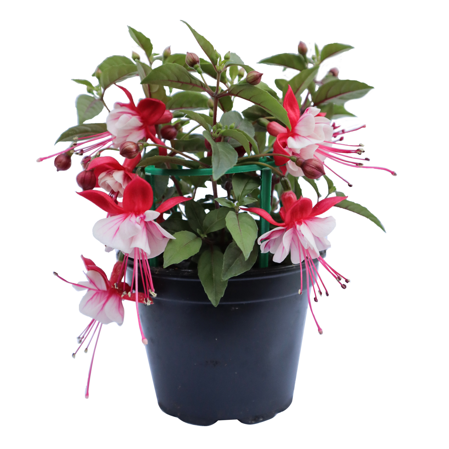 Riippaverenpisara 12cm ruukku