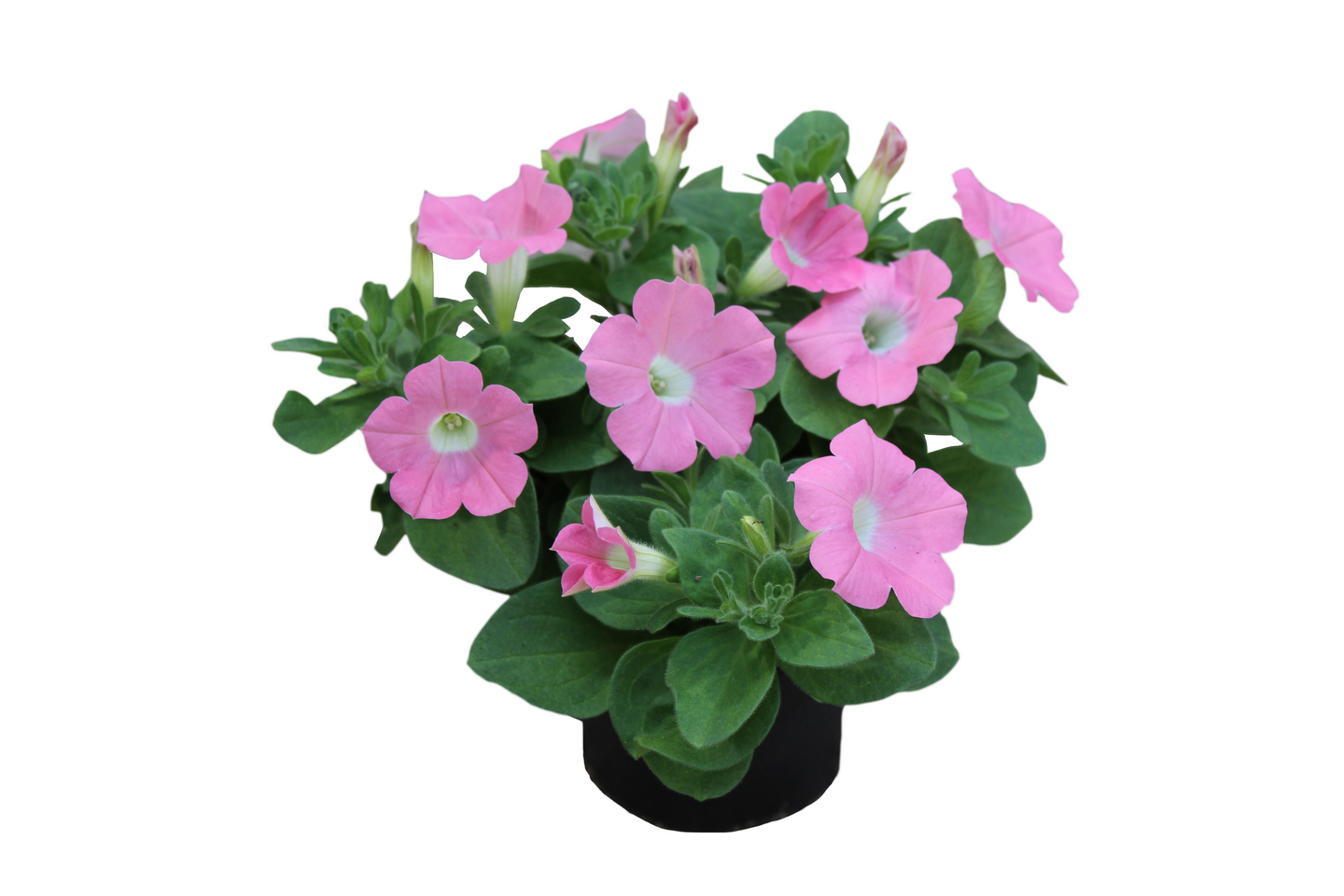 Surfinia 11cm ruukku