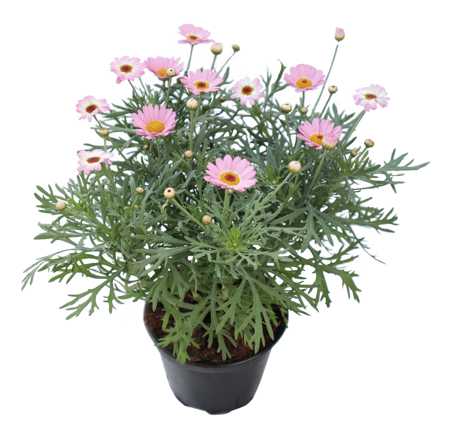 Marketta vaaleanpunainen 12cm ruukku