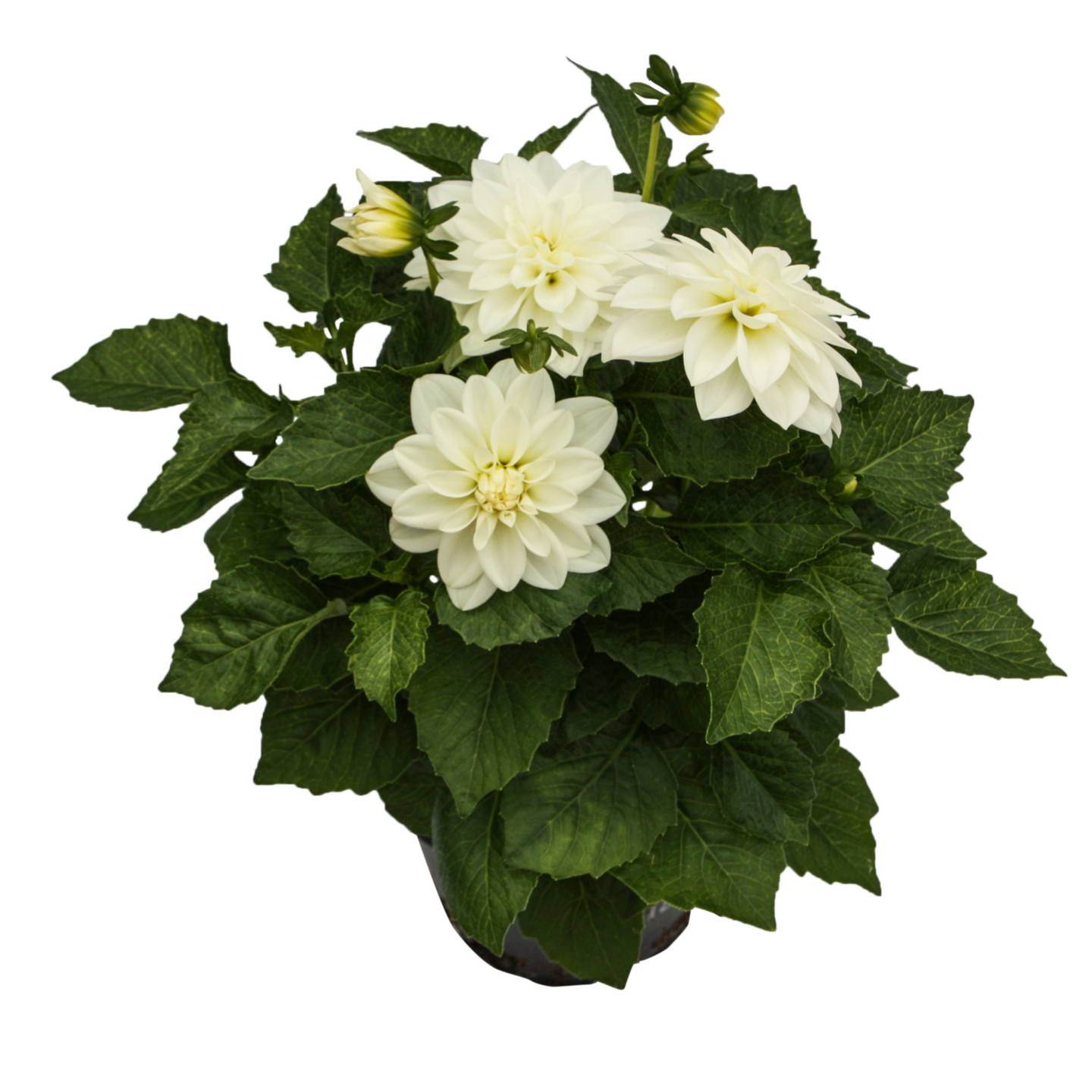 Dahlia dalina 12 cm ruukku