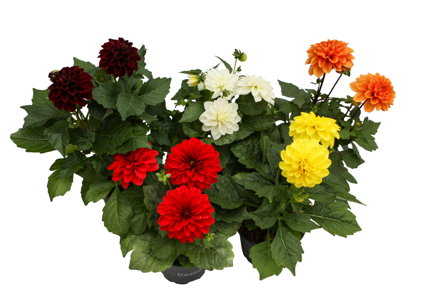 Dahlia dalina 12 cm ruukku