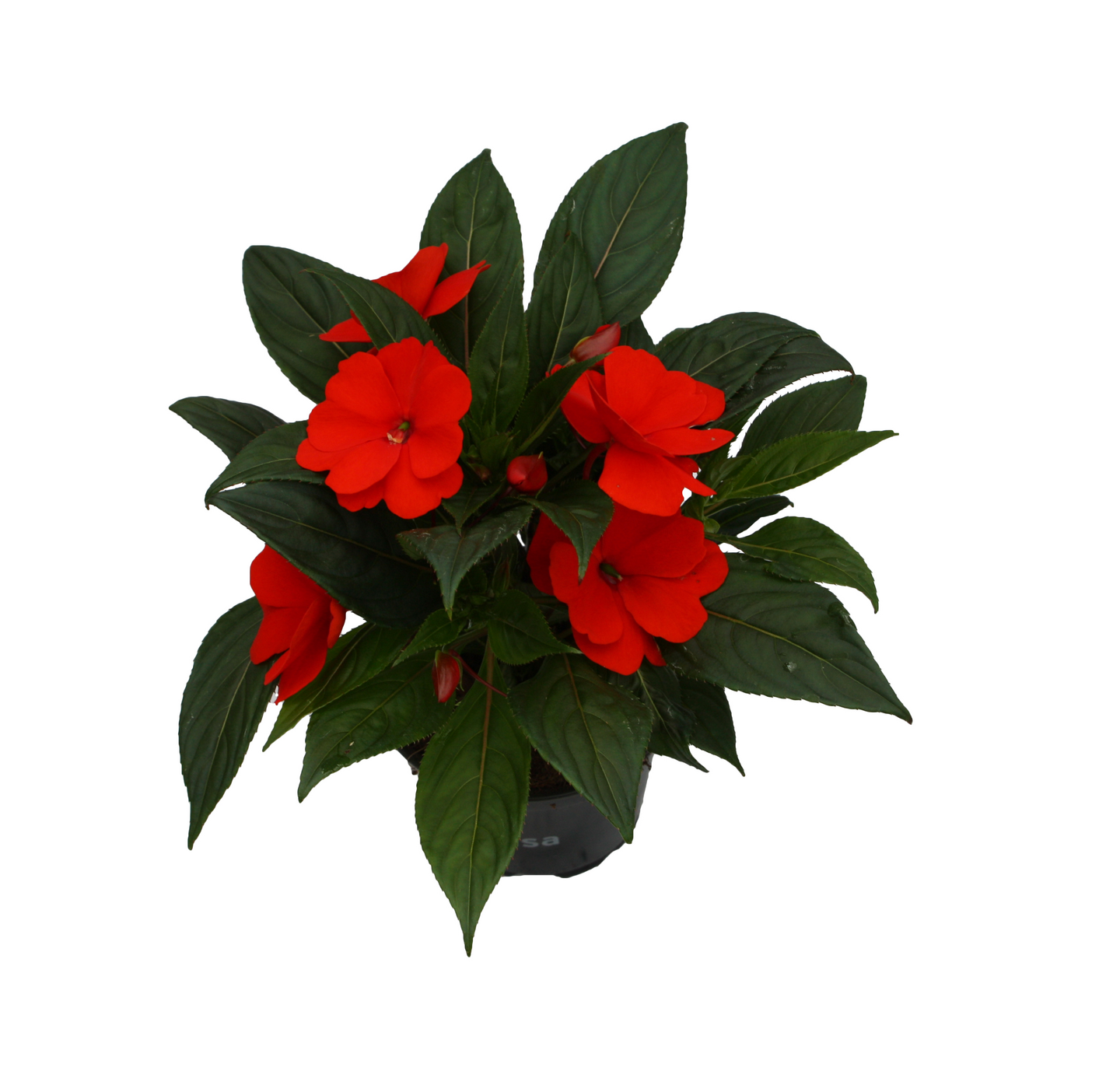 Uudenguineanliisa 12cm ruukku