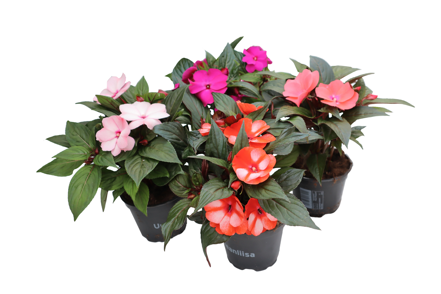 Uudenguineanliisa 12cm ruukku