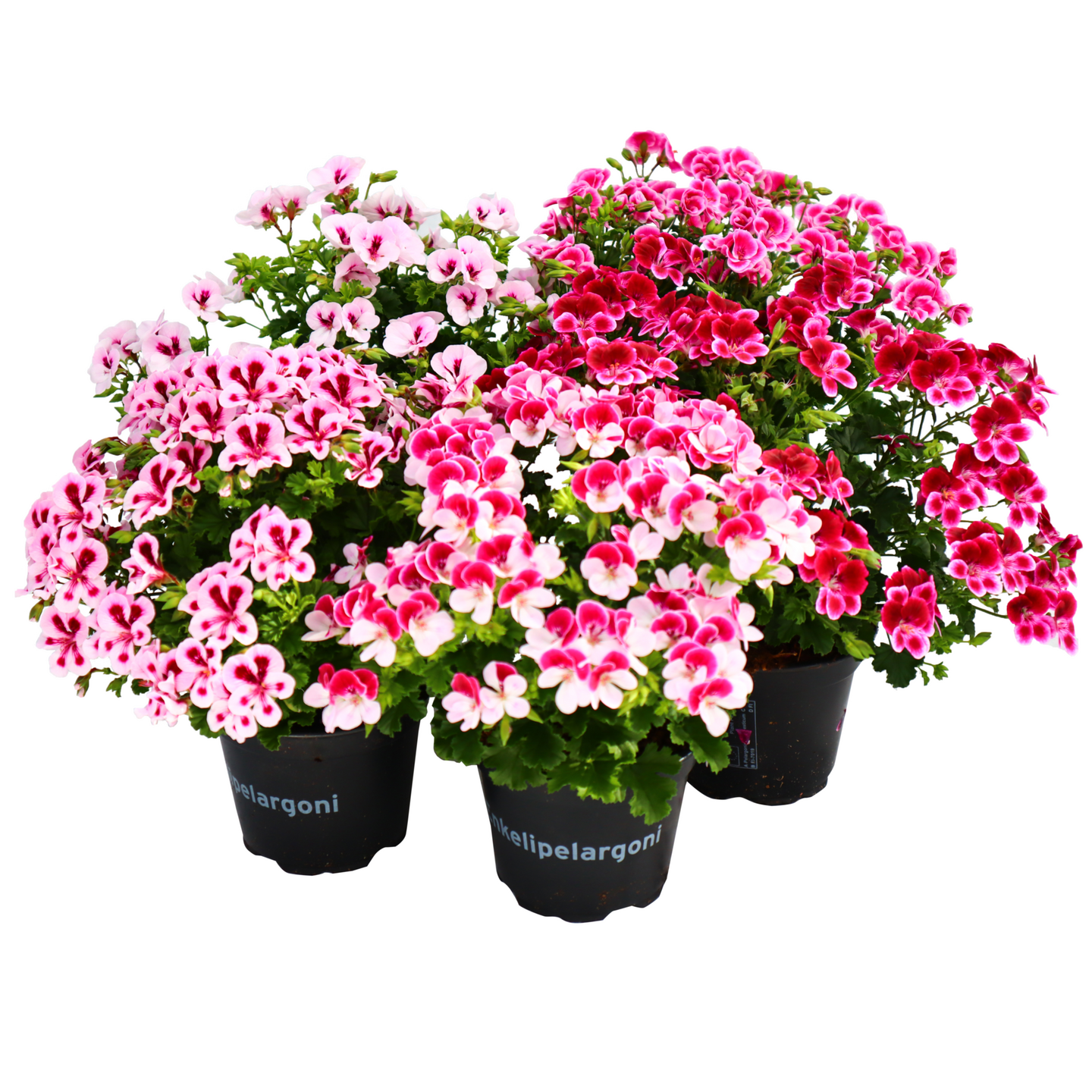 Enkelinsilmäpelargoni 12cm ruukussa