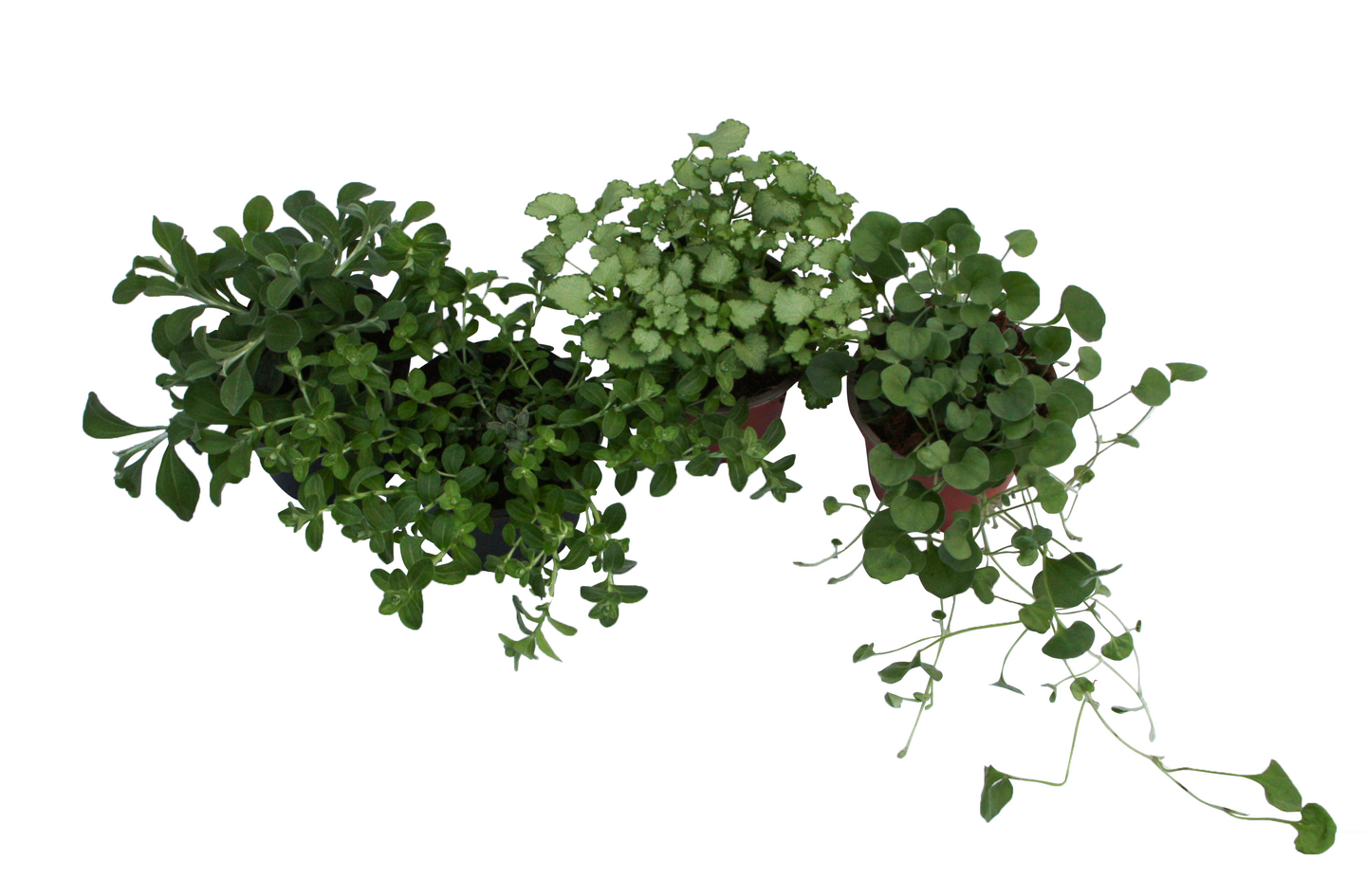 Kesävihreämix 10cm ruukku