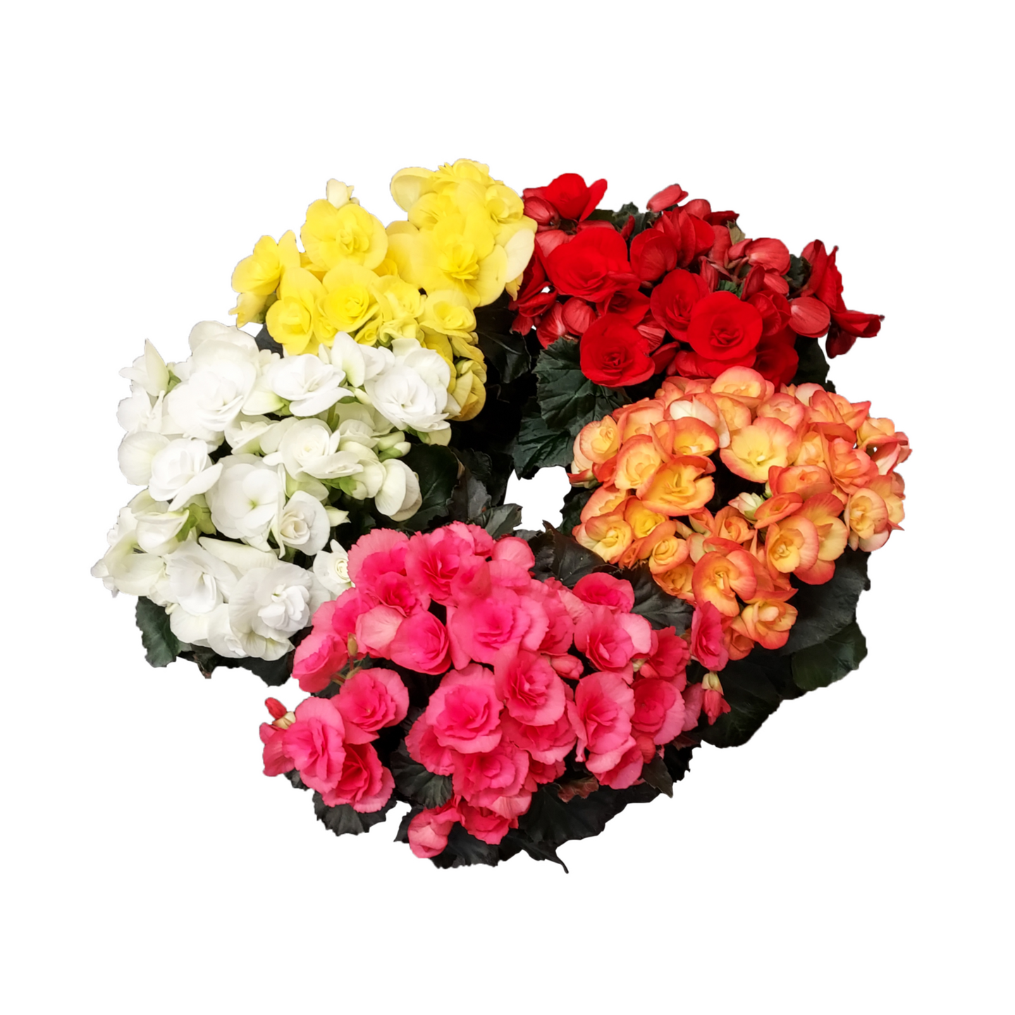 Ruusubegonia värimix 12cm ruukku