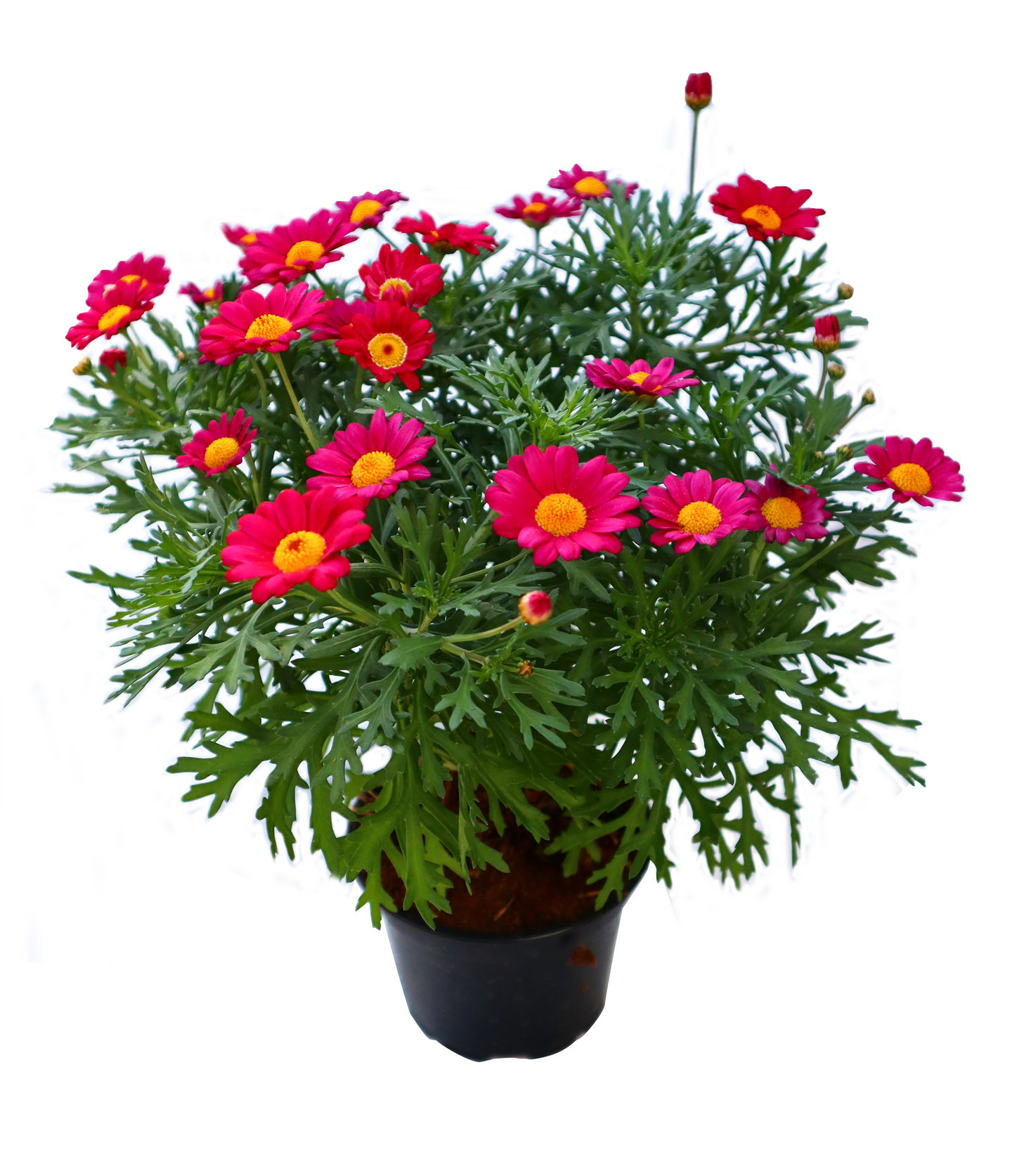 Marketta Argyranthemum punainen 12cm ruukku