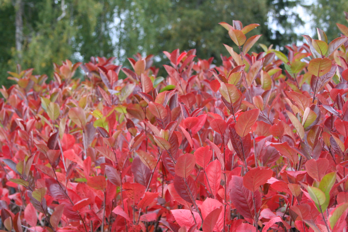 Koristearonia Aronia x prunifolia 3l astia