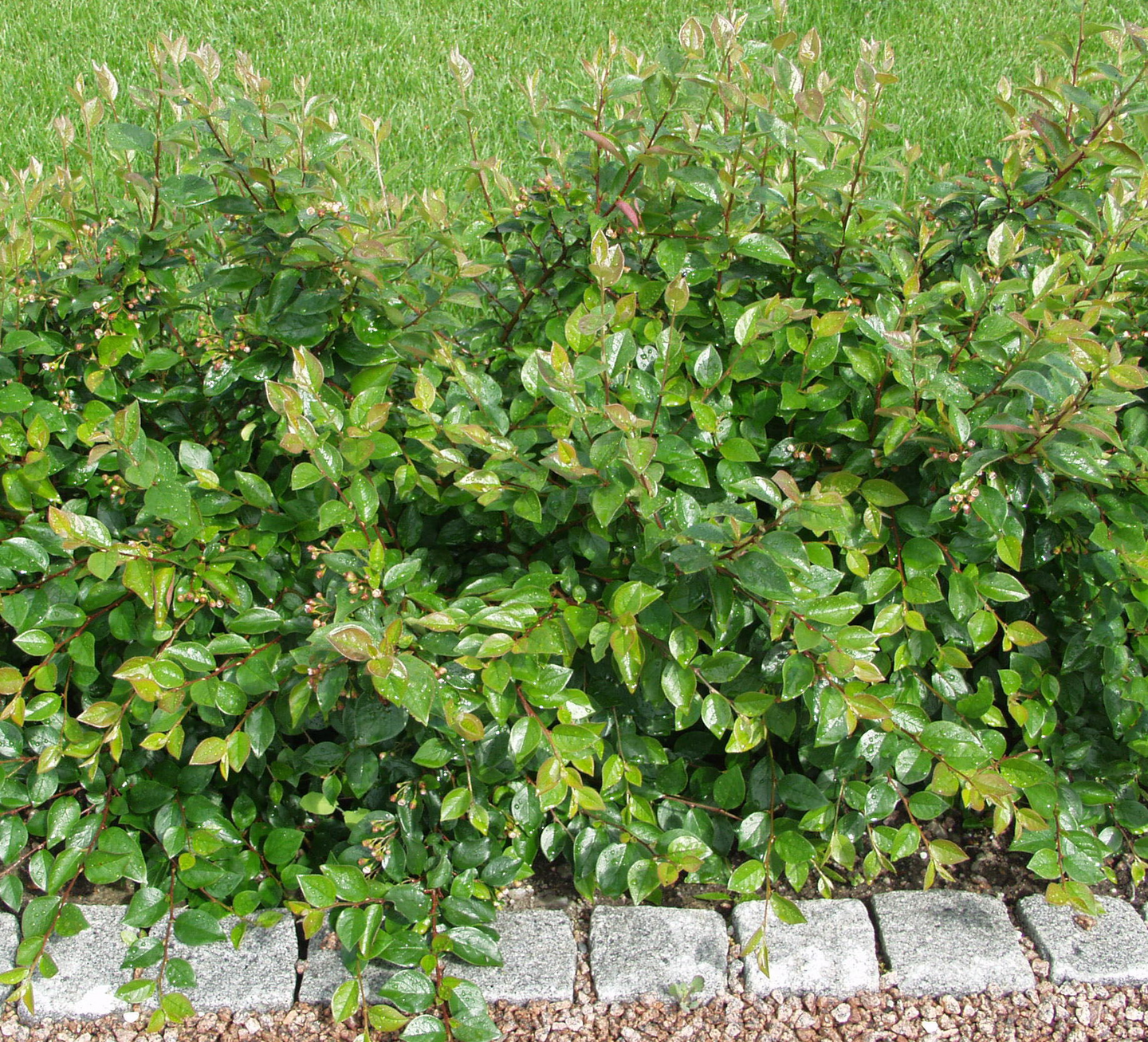 Kiiltotuhkapensas Cotoneaster lucidus 3l astia
