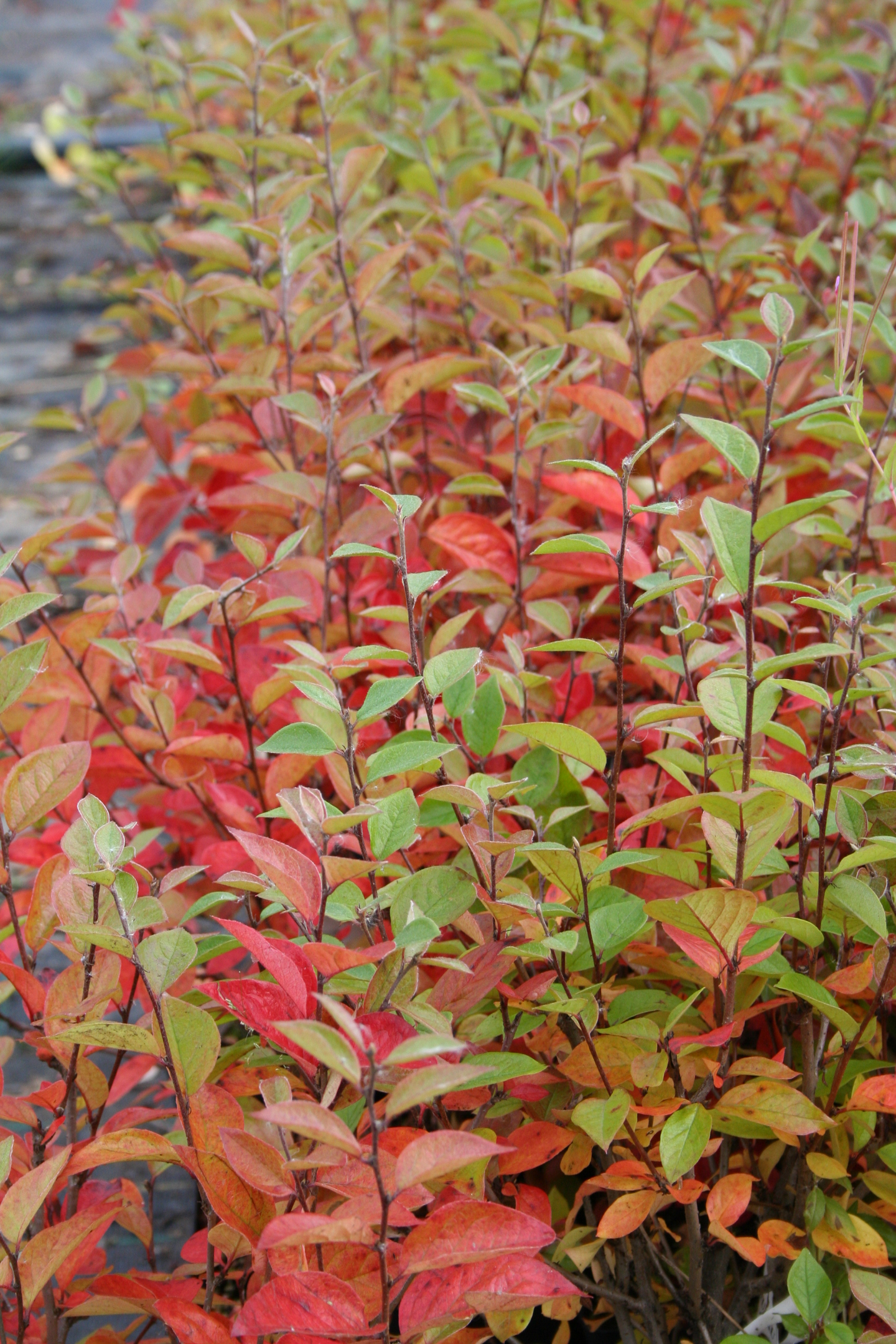 Kiiltotuhkapensas Cotoneaster lucidus 3l astia