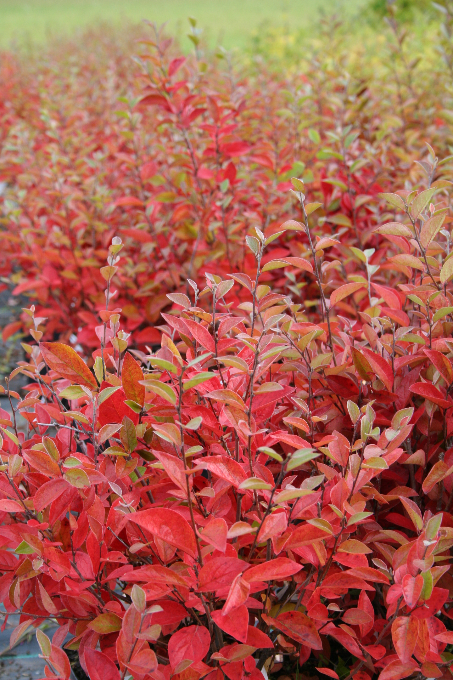 Kiiltotuhkapensas Cotoneaster lucidus 3l astia