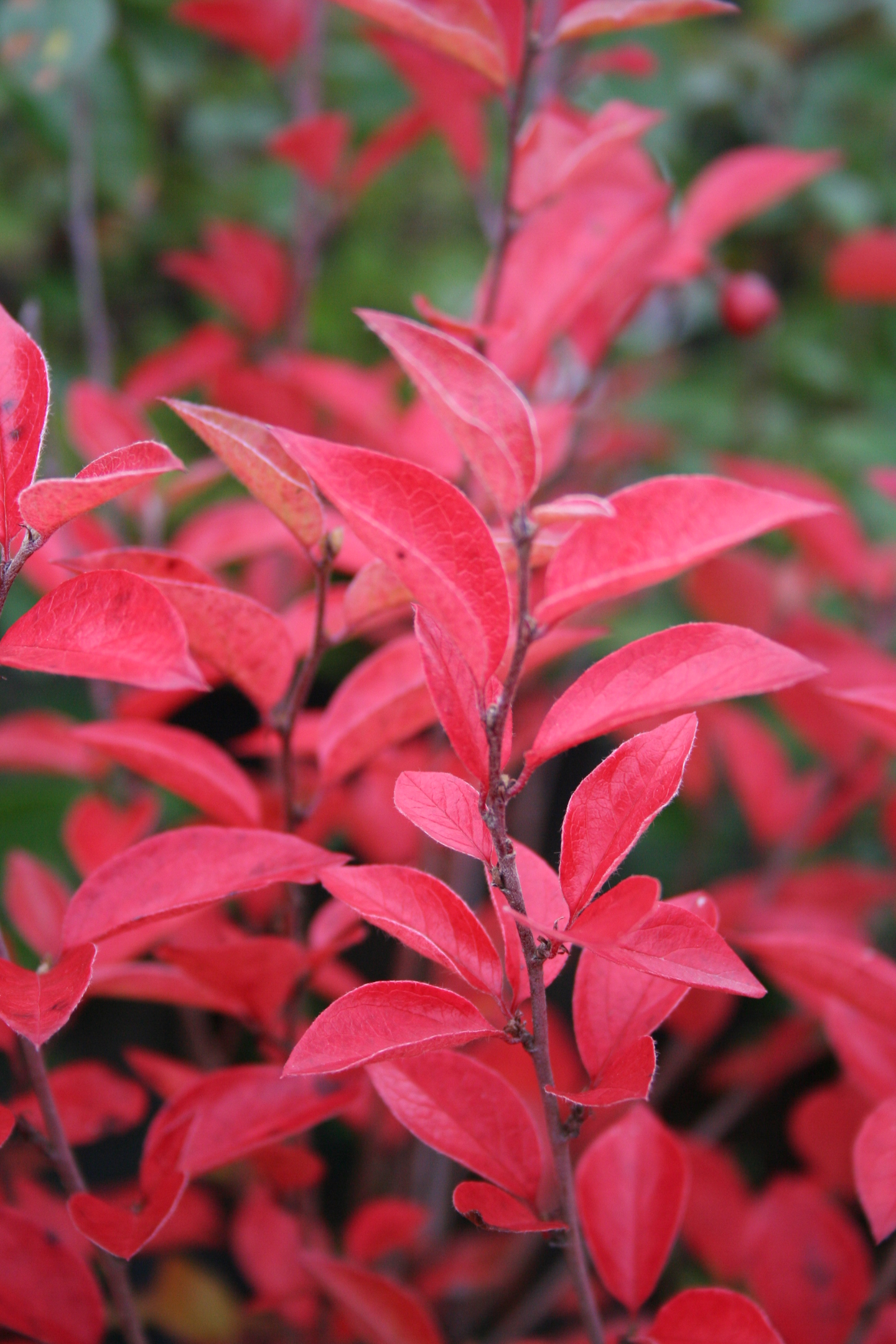 Kiiltotuhkapensas Cotoneaster lucidus 3l astia