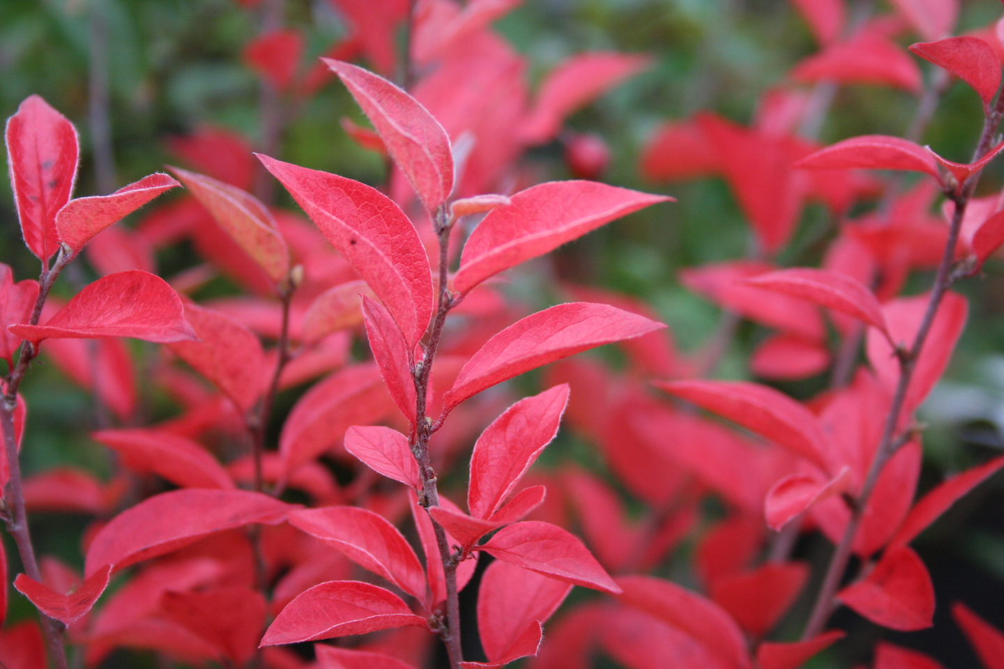 Kiiltotuhkapensas Cotoneaster lucidus 3l astia