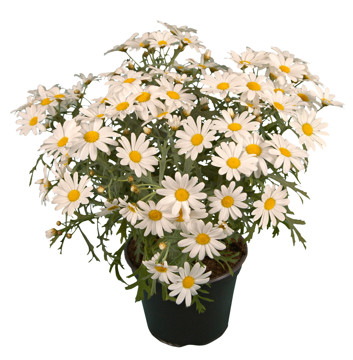 Marketta valkoinen 12cm ruukku