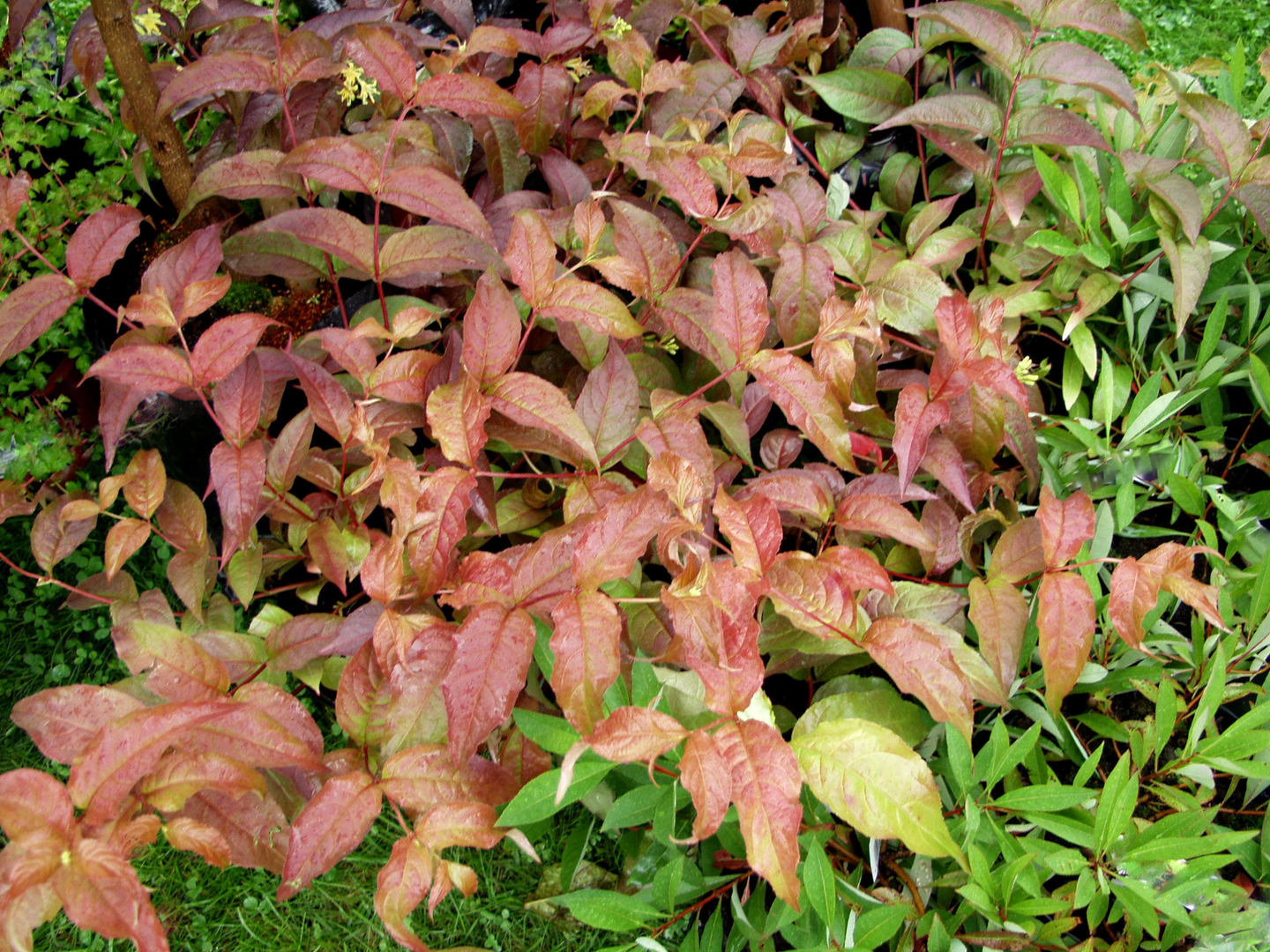 Lamovuohenkuusama Diervilla x splendens Diva 3l astia