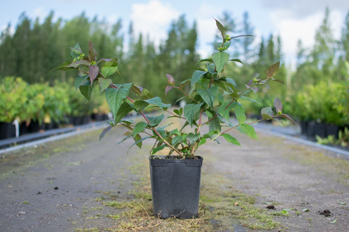 Lamovuohenkuusama Diervilla x splendens Diva 3l astia