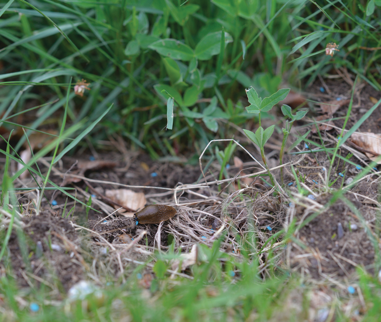 MOT NELSON GARDEN SNIGEL FERREX GARDEN 300G