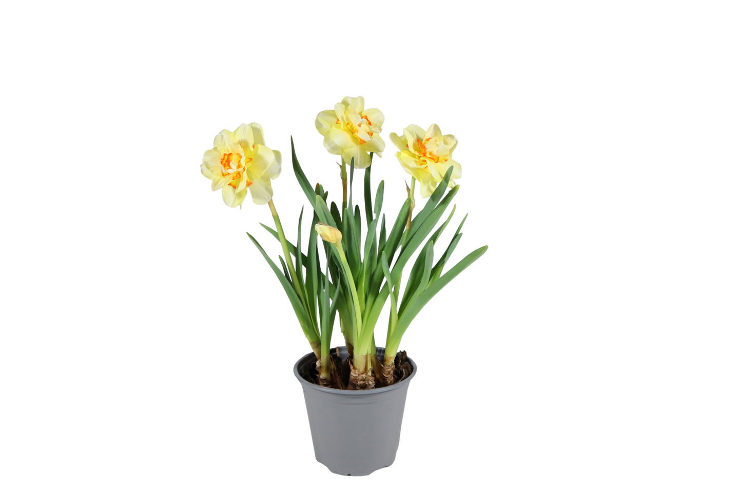 Narsissi Tahiti kerrottu 14cm ruukku