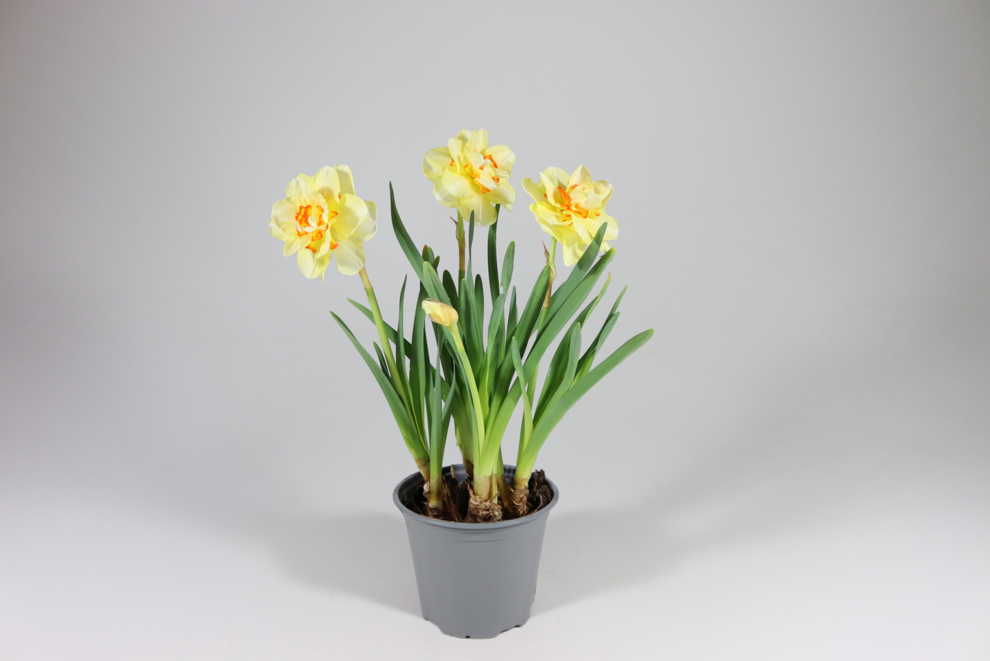 Narsissi Tahiti kerrottu 14cm ruukku