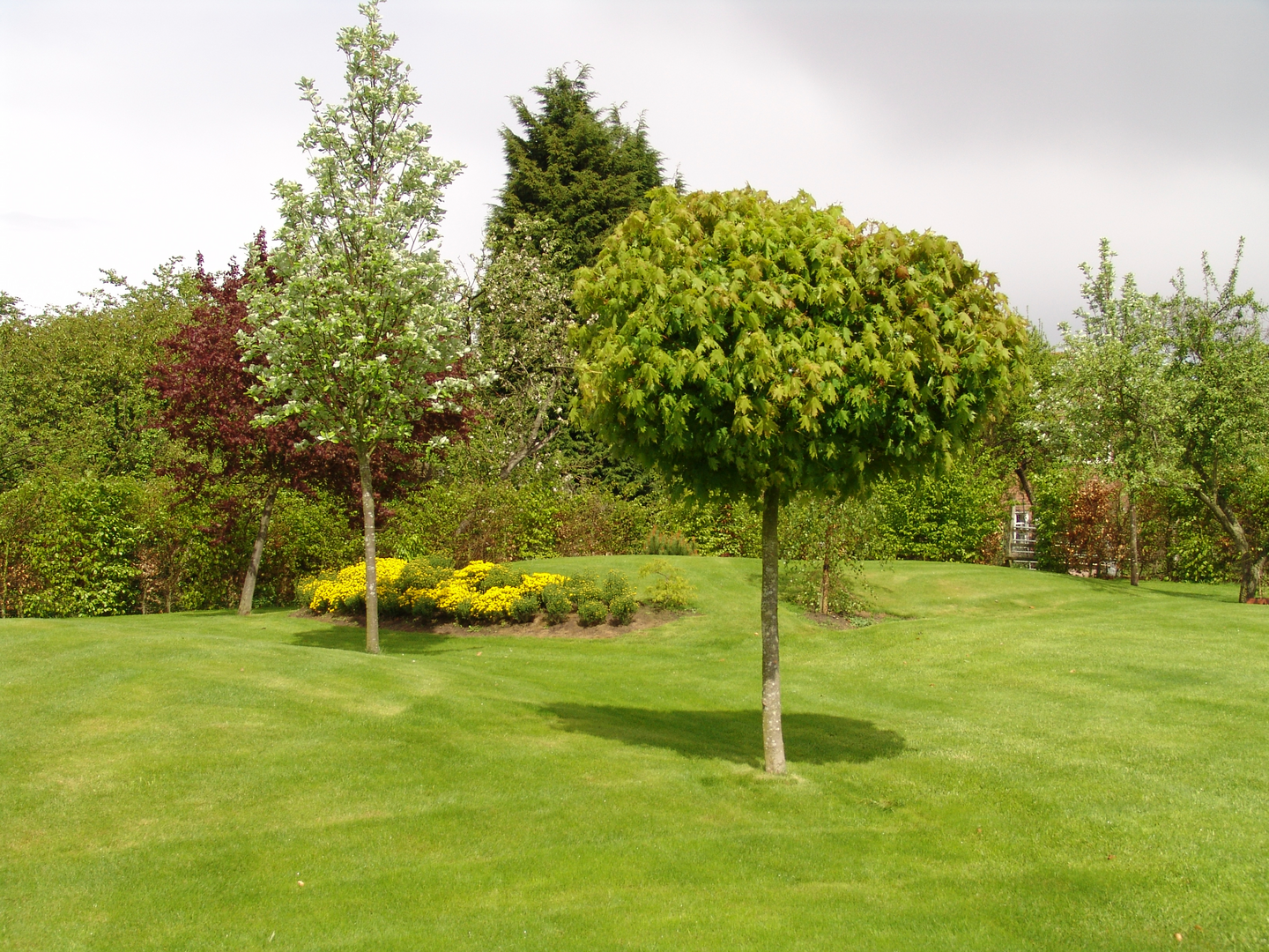 Nurmikkoseos Cello Extra Green 1kg