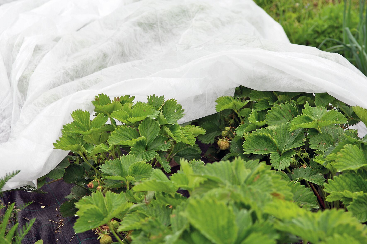 Peiteharso Tarha 15m²