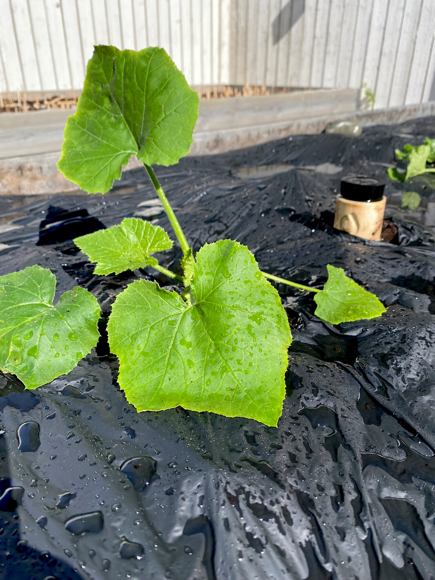 Biohajoava katekalvo Tarha 7m² 1,4x5m