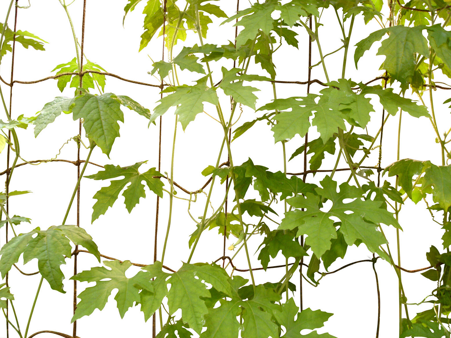 Juuttiverkko natural 1,8x2,7m Tarha