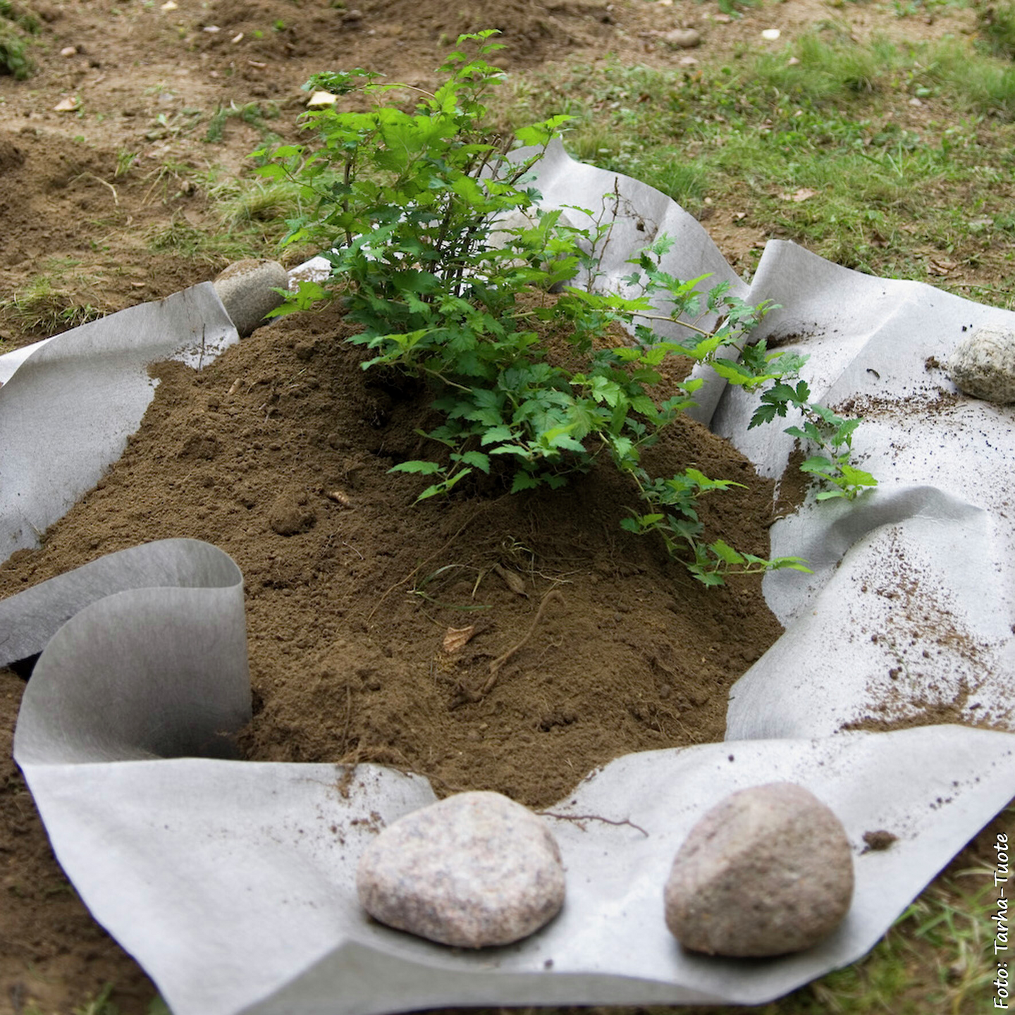 Juurieste Tarha 21m² 4,05x5,20m