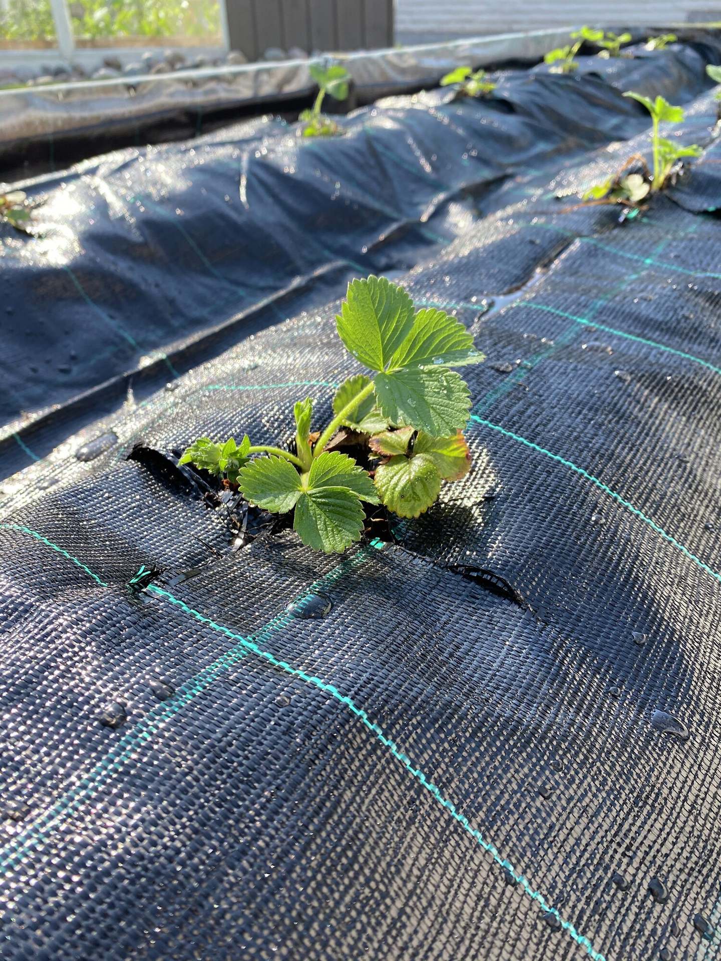 Mansikka-/katekangas Tarha 10m²