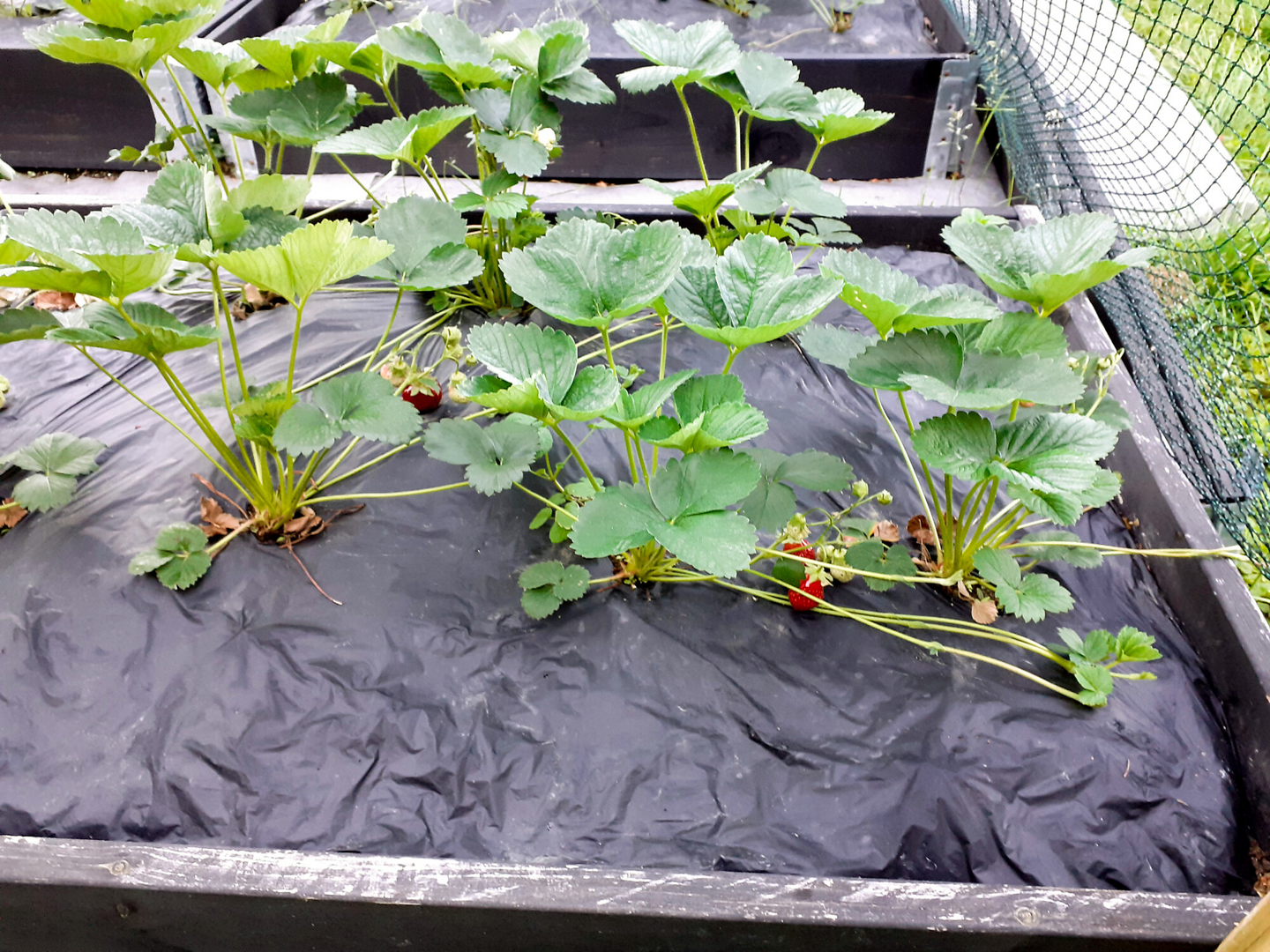 Biohajoava katekalvo Tarha 7m² 1,4x5m