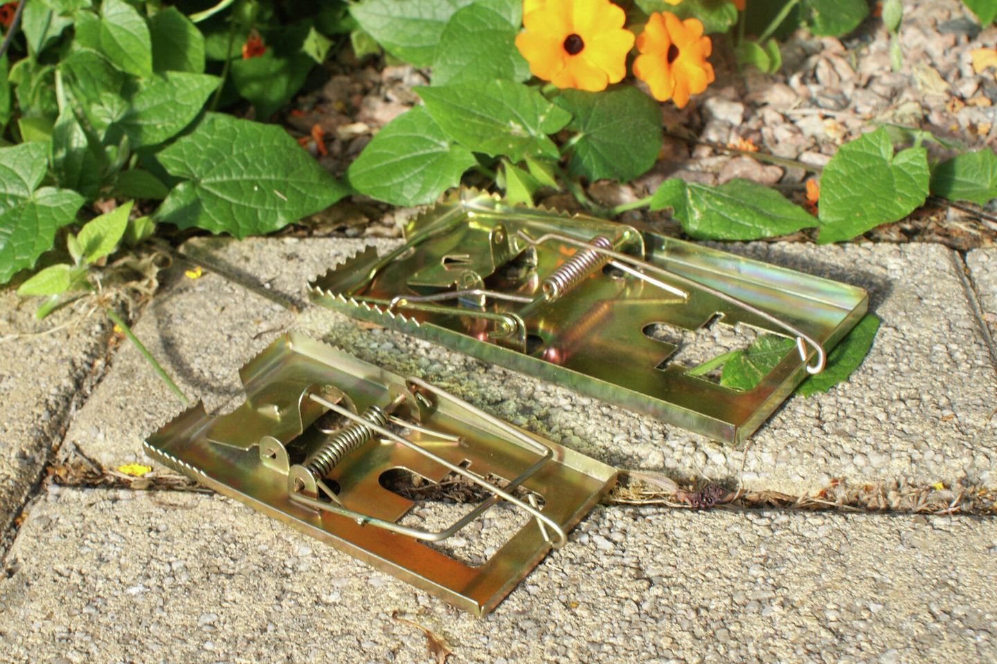 Hiirenloukku metallia