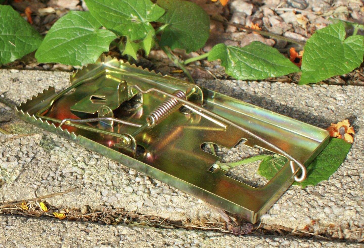 Rotanloukku metallia