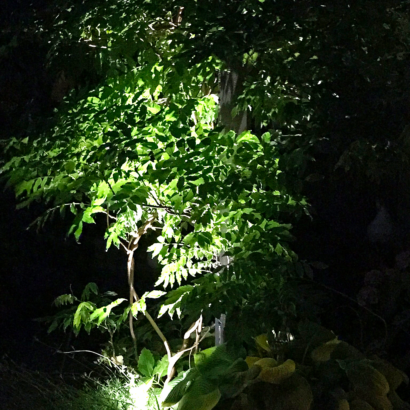 MARKSPOT LIGHTSON OPTICA 1W