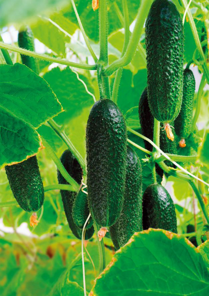 Avomaankurkku 10,5cm ruukku