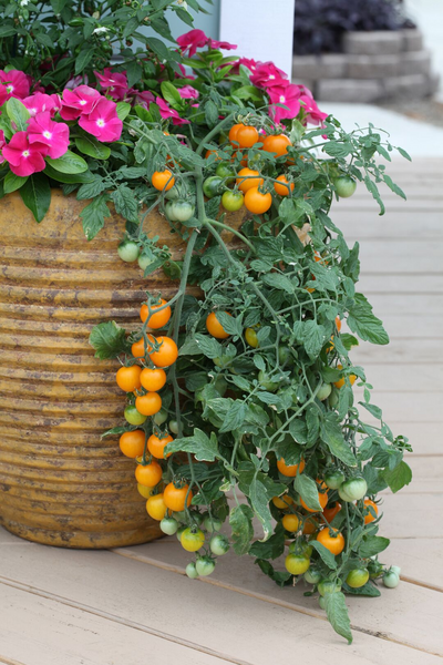 Tomaattilajitelma 12cm ruukku