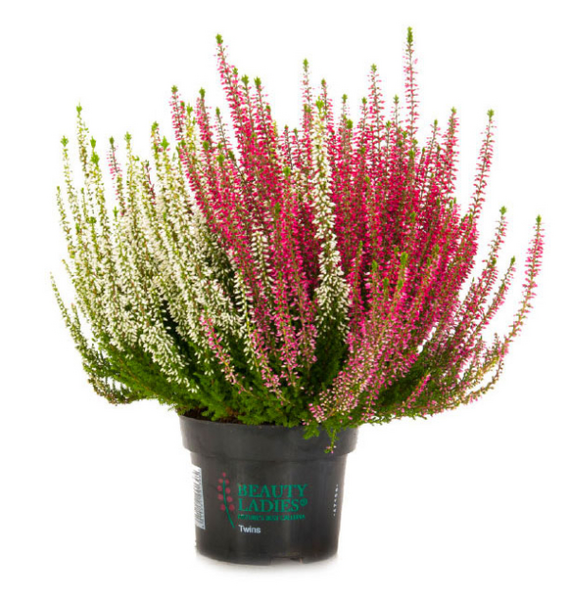 Kanerva Calluna Beauty lady twin 12 cm ruukku