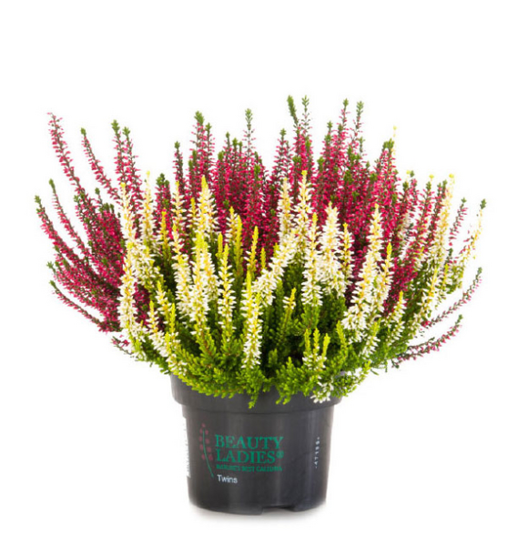 Kanerva Calluna Beauty lady twin 12 cm ruukku