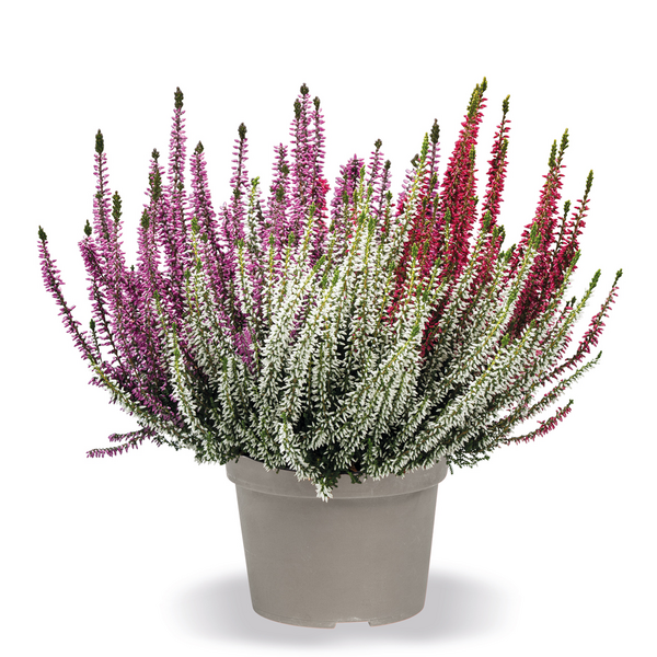 Kanerva Calluna Garden Girls Trio 3-värinen 12cm ruukku