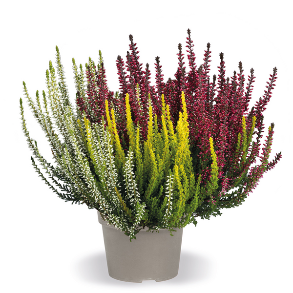 Kanerva Calluna Garden Girls Trio 3-värinen 12cm ruukku