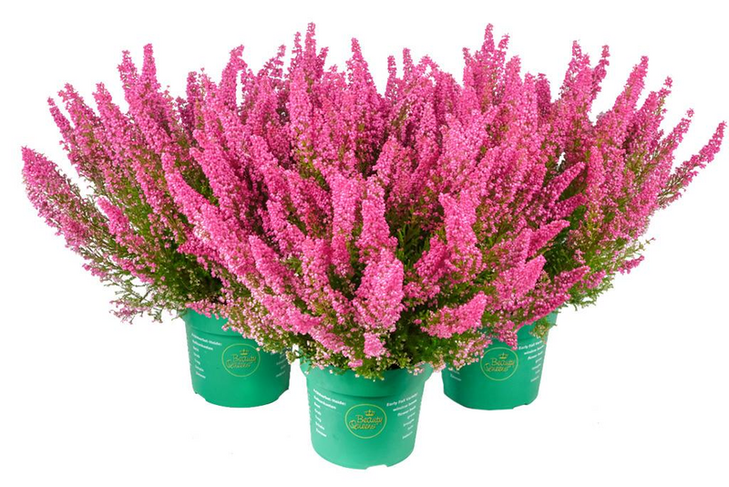 Kellokanerva Erica Beauty queens 17 cm ruukku