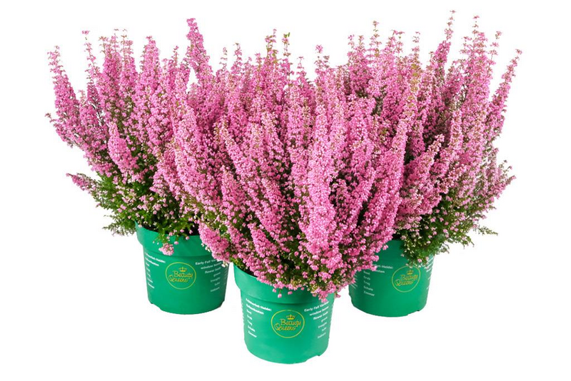 Kellokanerva Erica Beauty queens 17 cm ruukku